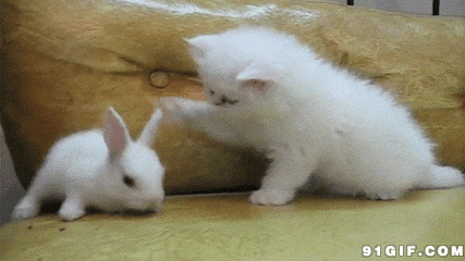 猫猫恶搞小白兔动态图片