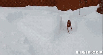 狗狗在雪地追跑恶搞图片