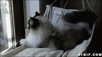 吊床上的猫咪图片:猫
