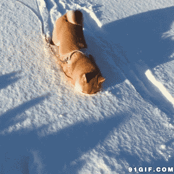 狗狗过雪地图片