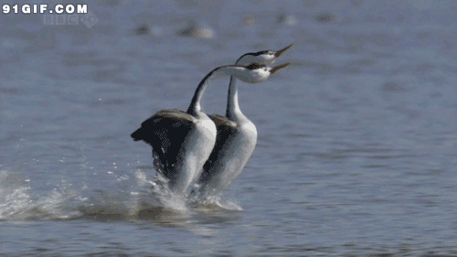 天鹅河中戏水图片:鹅