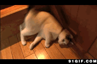 猫猫躺着下楼梯图片