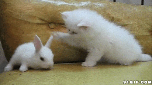 拨弄小白兔的猫图片:猫