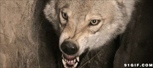 凶狠残暴的恶狼图片:狼