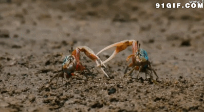 两只小螃蟹打架图片