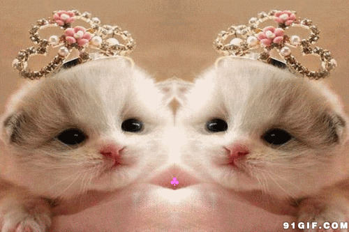 两只超可爱的小猫咪图片:猫