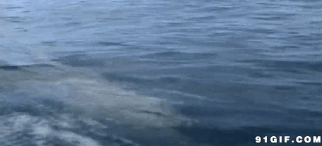 水中白鲨鱼图片:水中,白鲨鱼