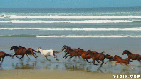 马群在海边奔跑图片:,马群,海边奔跑