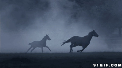 黄昏奔跑的骏马图片