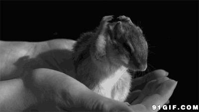 手心里的小仓鼠图片:手心里,小仓鼠