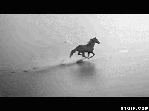 水边骏马奔跑图片