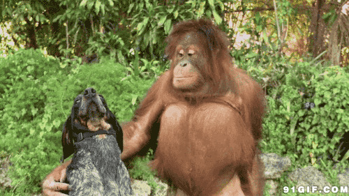 猴子逗狗搞笑图片