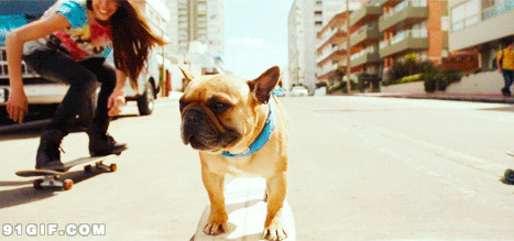 狗狗玩滑板图片