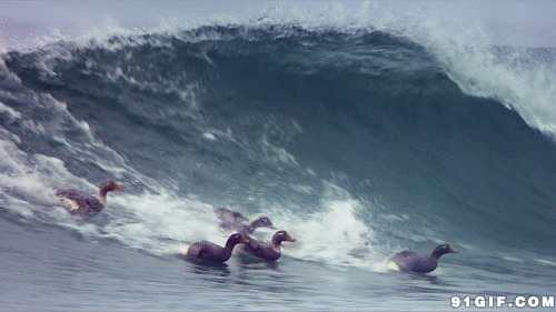 大海浪下逃命的鸭子图片
