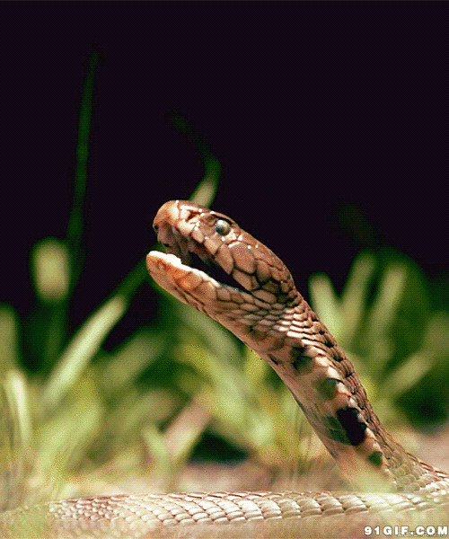 小蛇扑食昆虫图片:小蛇,扑食,昆虫