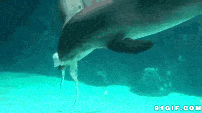海底海豚吃气泡图片