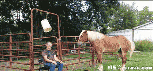 男子被聪明的马捉弄图片:马