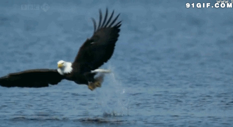 老鹰海中捕鱼图片:老鹰,动物