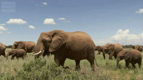 野外走过的大象群图片:大象