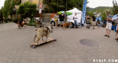 宠物狗滑滑板图片