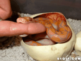 小蛇幼崽咬手指图片