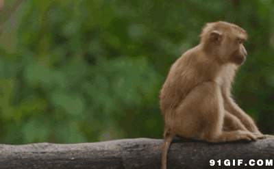 逗比猴子动态图片:猴子
