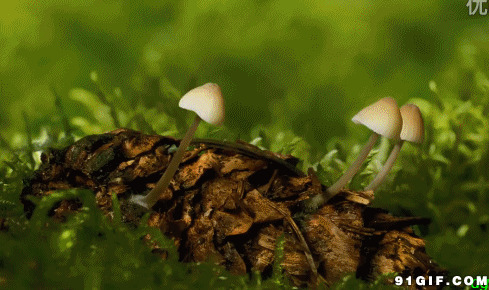 漫山遍野野生蘑菇图片