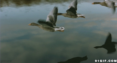 大雁飞过河面高清图片:大雁,动物
