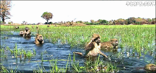 一群猴子游过小湖畔图片:猴子