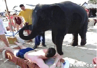 大象踩背搞笑动态图片:大象