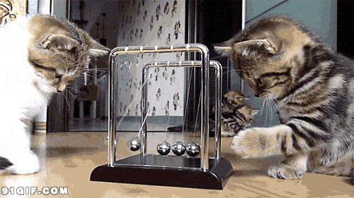 小猫咪玩弹球图片:猫