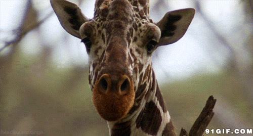 长颈鹿的头像动态图片:长颈鹿