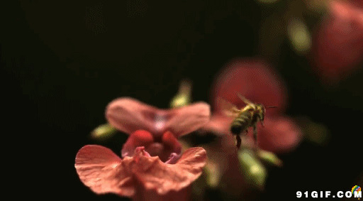 蜜蜂采蜜动态图片