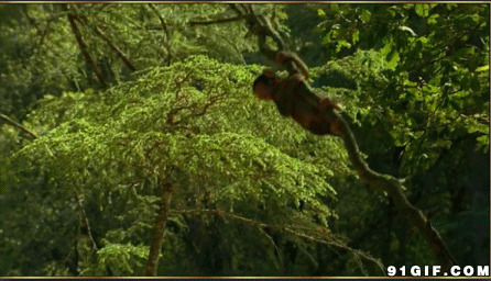 树枝上玩耍的猴子图片:猴子