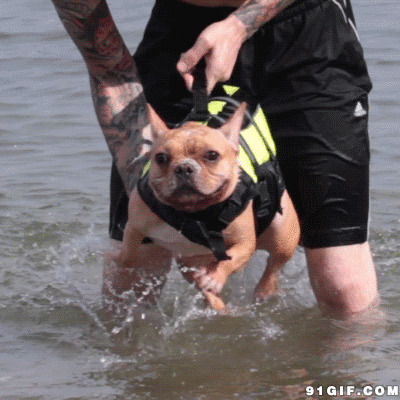 训练狗狗划水图片