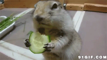 宠物老鼠吃蔬菜图片