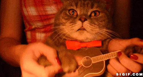 主人教猫猫弹吉他图片