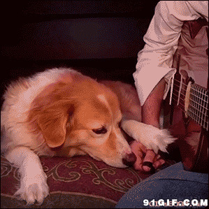 狗狗听吉他动态图片