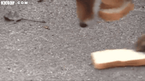 可爱狗狗吃面包动态图片:狗狗