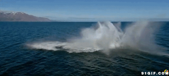 跃出海面的大鲸鱼图片