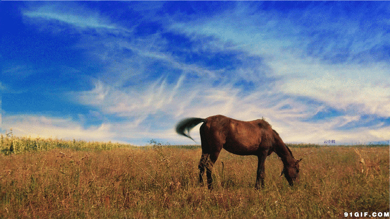 草原吃草的骏马图片:马