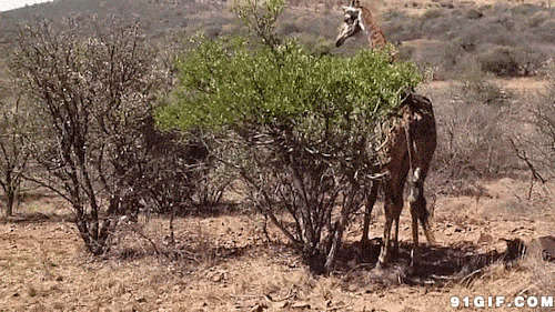 野外长颈鹿动态图片