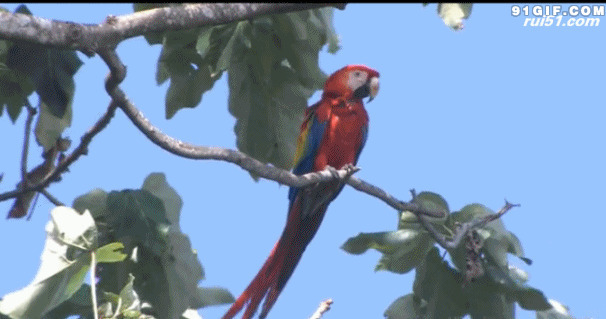 树枝上的红鹦鹉图片