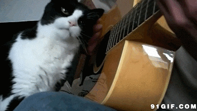 猫咪陪伴主人弹吉他图片:猫