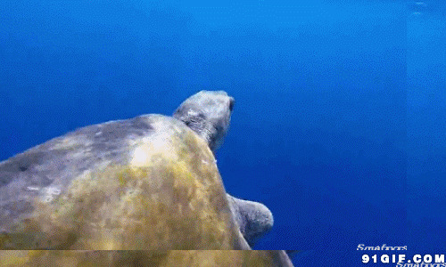 海里游泳的海龟图片
