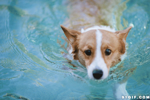 狗狗学游泳动态图片