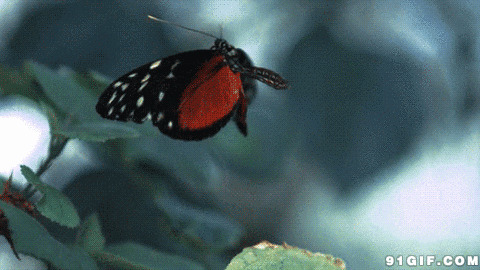 飞舞的蝴蝶动态图片:蝴蝶