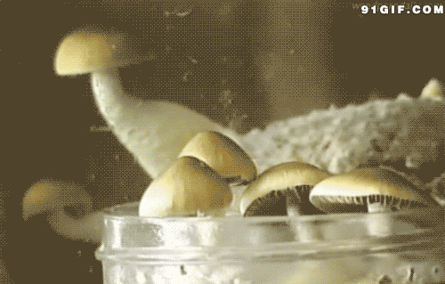 成长的蘑菇动态图片:蘑菇