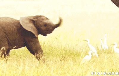 大象甩鼻子搞笑图片:大象