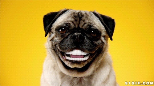 狗狗咧嘴笑表情动态图片:狗狗,